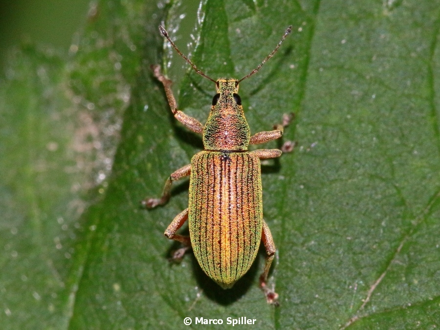 Curculionidae:  Polydrusus sericeus ?  S....Polydrusus formosus (ex sericeus)
